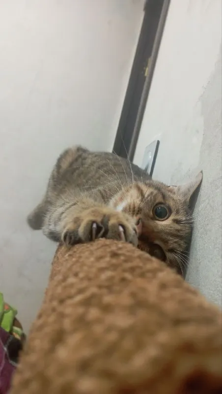 Кот атакует когтеточку
