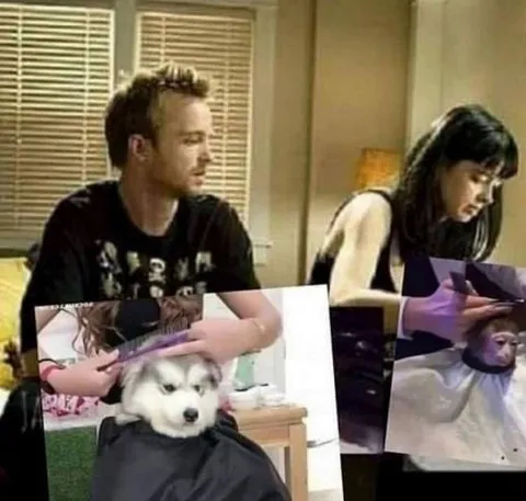 Dog Haircut Versus Monkey Haircut