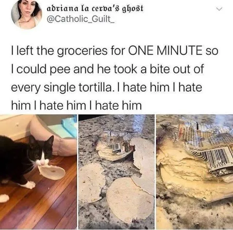 Cat Bites Every Tortilla