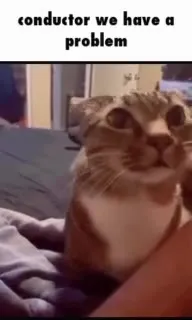Conductor, We Have a Problem Cat