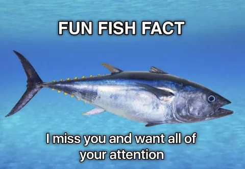 Fun Fish Fact Attention