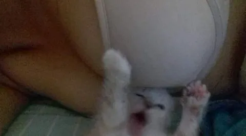 Котёнок вверх лапками