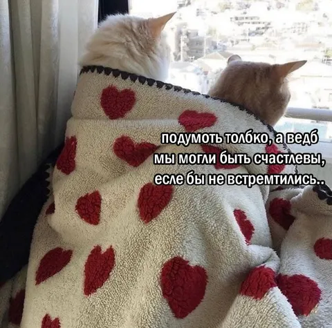 Коты, которые могли быть счастливы