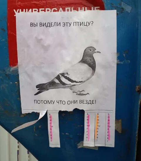 Вы видели эту птицу?