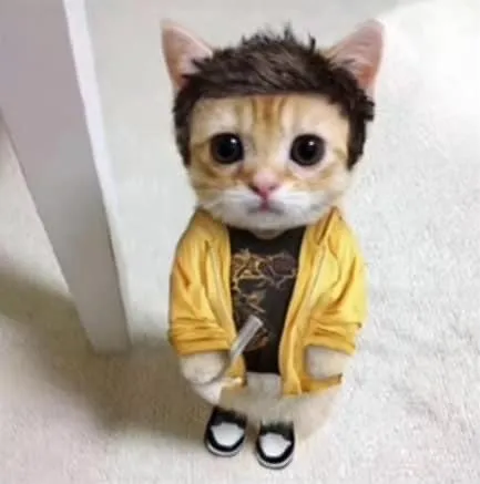Котёнок в жёлтой куртке