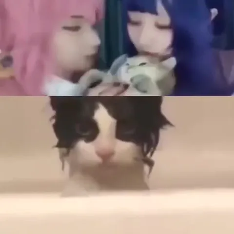 Кот всё видит