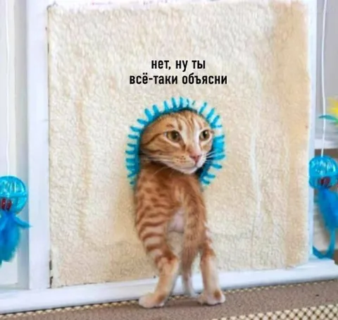 Кот требует объяснений