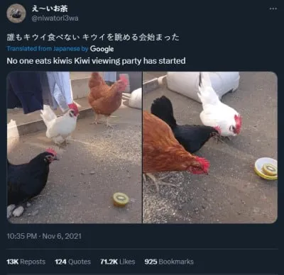 キウイを眺める会
