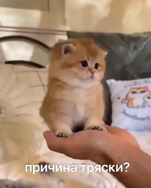 Причина тряски котёнка