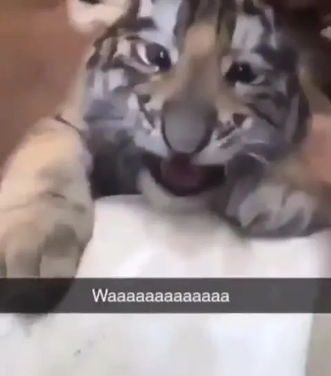 Tiger Cub Goes Waaaaaa