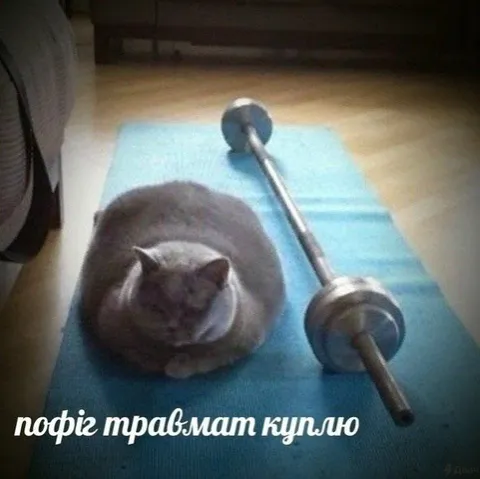 Кіт і травмат поруч