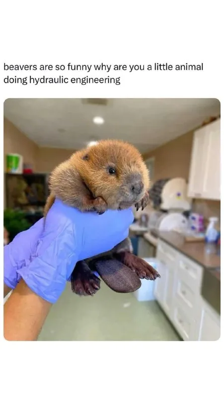 Beaver Hydraulic Engineering