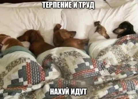 Терпение и труд — нахуй идут