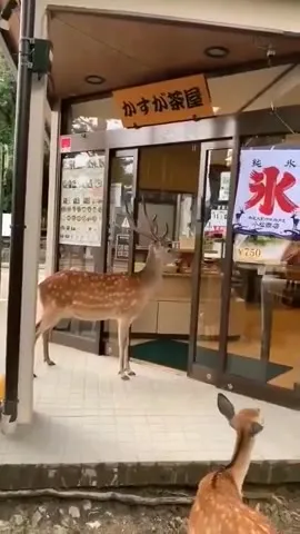 鹿が茶屋に入ってくる