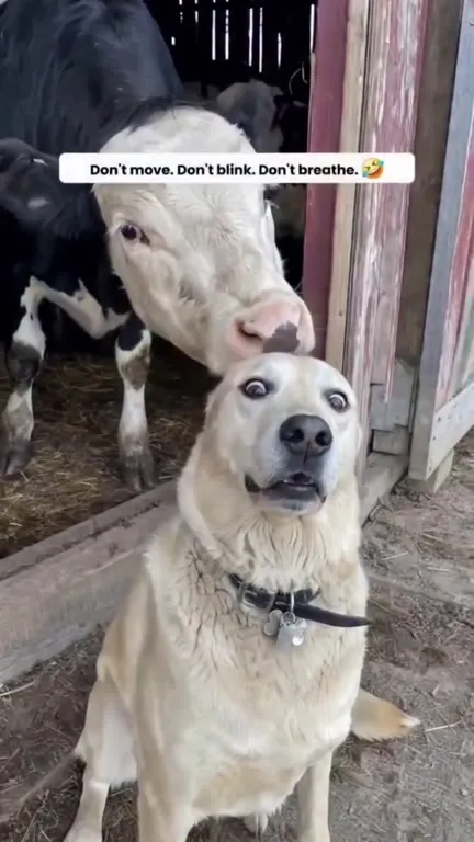 Dog Tries Not to Blink