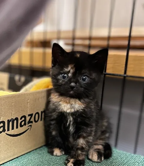 Котёнок из посылки Amazon