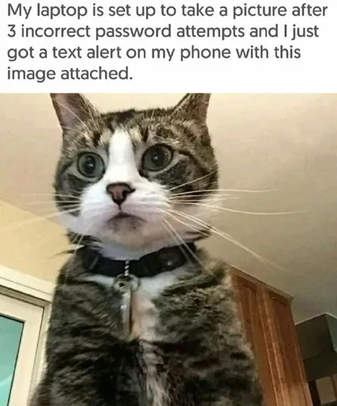 Laptop Password Alert Cat