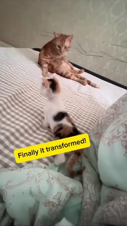 Cat Transforms Into a Loaf