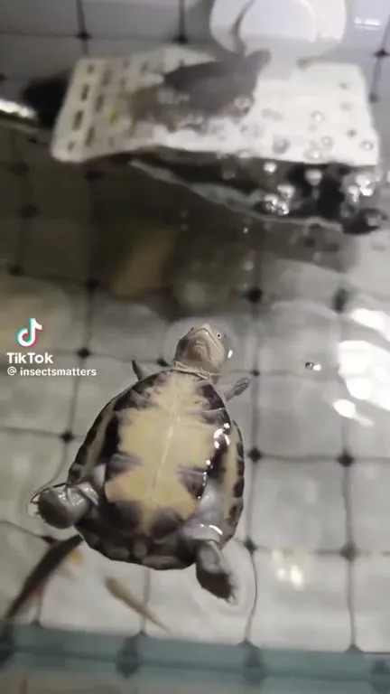 Черепаха плывёт на спине