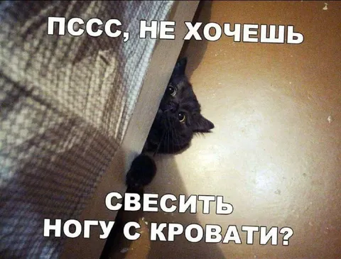 Кот предлагает свесить ногу