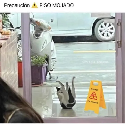Gato cae en piso mojado