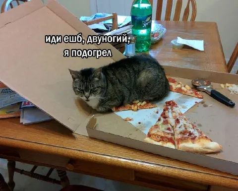 Кот подогрел пиццу