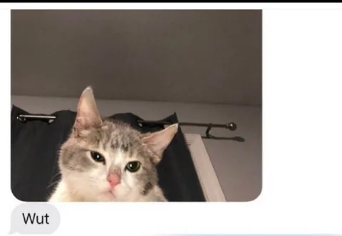 Wut Cat Reaction