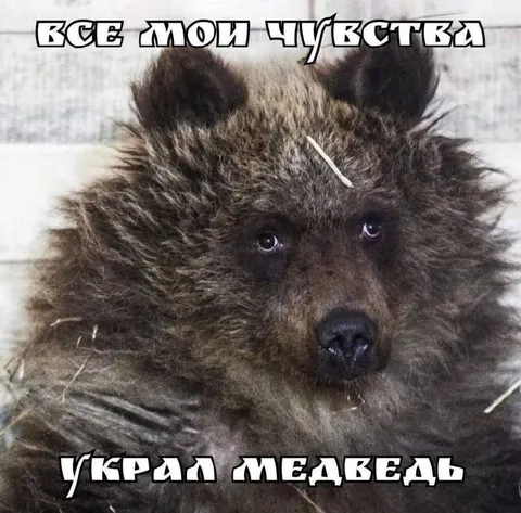 Медведь украл все чувства