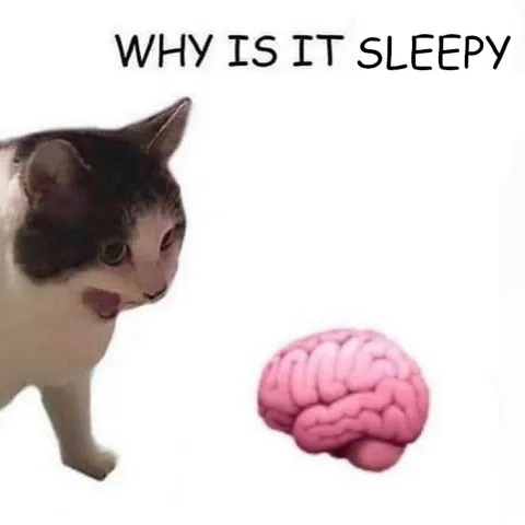Why Is It Sleepy