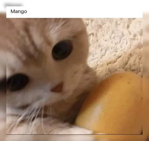 Cat Smells a Mango