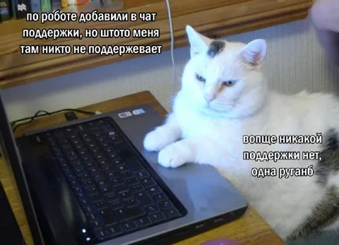 Кот без поддержки в чате