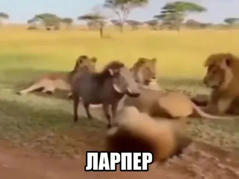Кабан распугал львов