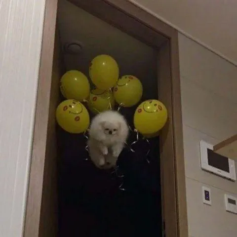 Кот летит на воздушных шарах