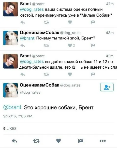 Оценка собак по десятибалльной шкале