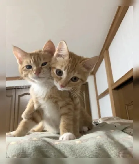 Два любопытных котёнка