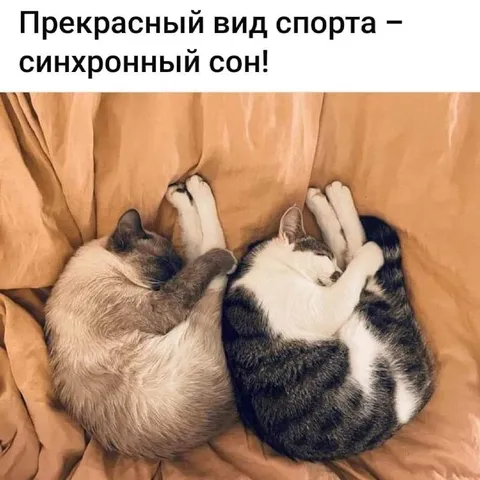 Синхронный сон котов