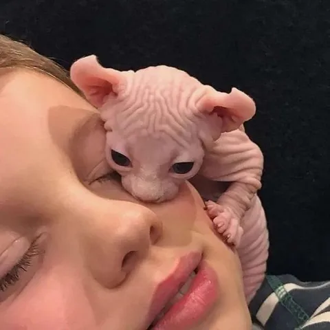 Сфинкс нежно обнимает лицо