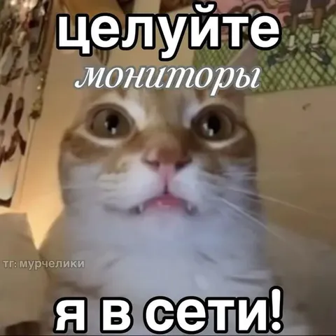 Кот в сети целует мониторы