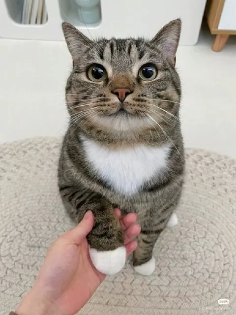 Кот протягивает лапу