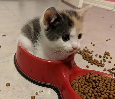 Кот застрял в миске