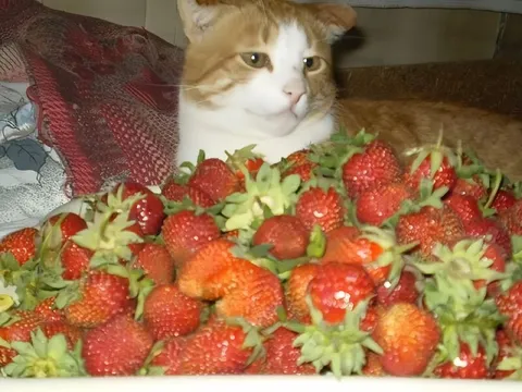 Кот среди клубники