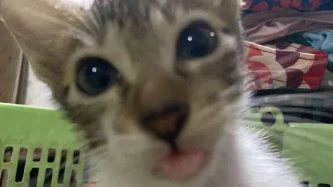 Котёнок с высунутым языком