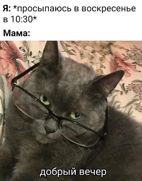 Кот в очках в воскресенье