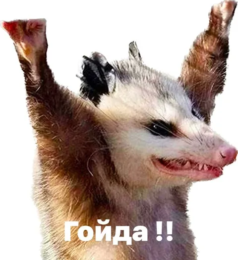 Гойдающийся опоссум с поднятыми лапами