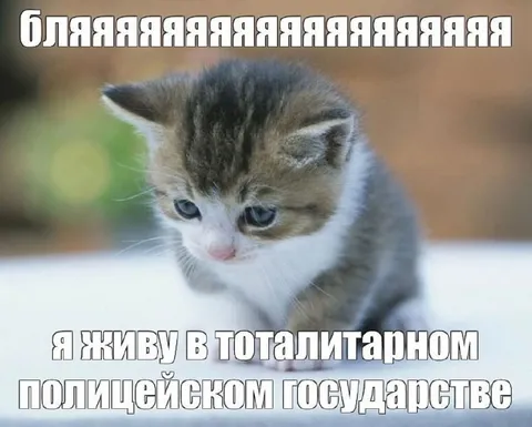Котёнок в тоталитарном государстве
