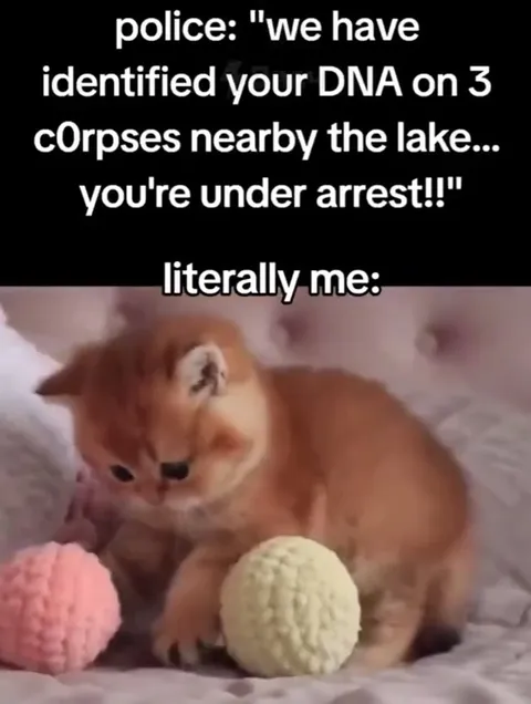 Kitten Under Arrest
