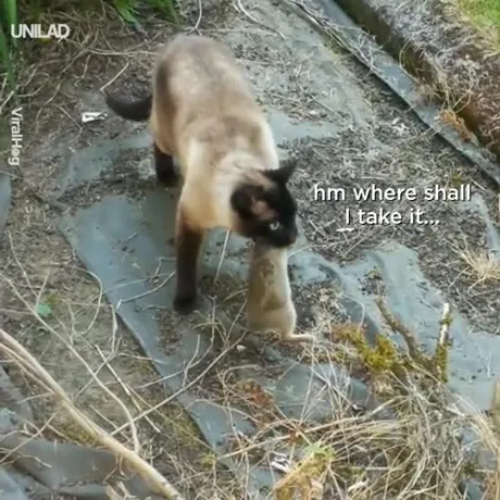 Cat Brings Dinner Home
