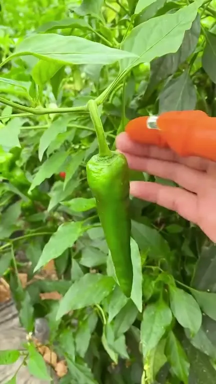 Оранжевые пальцы на кухне