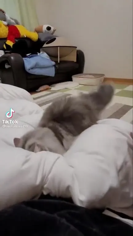Кот ныряет в одеяло