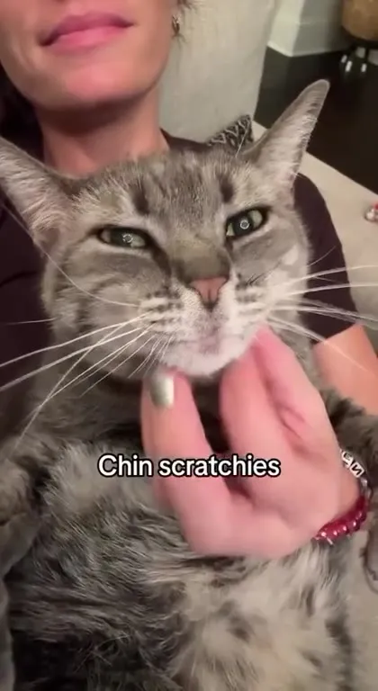 Cat Rejects Chin Scratches